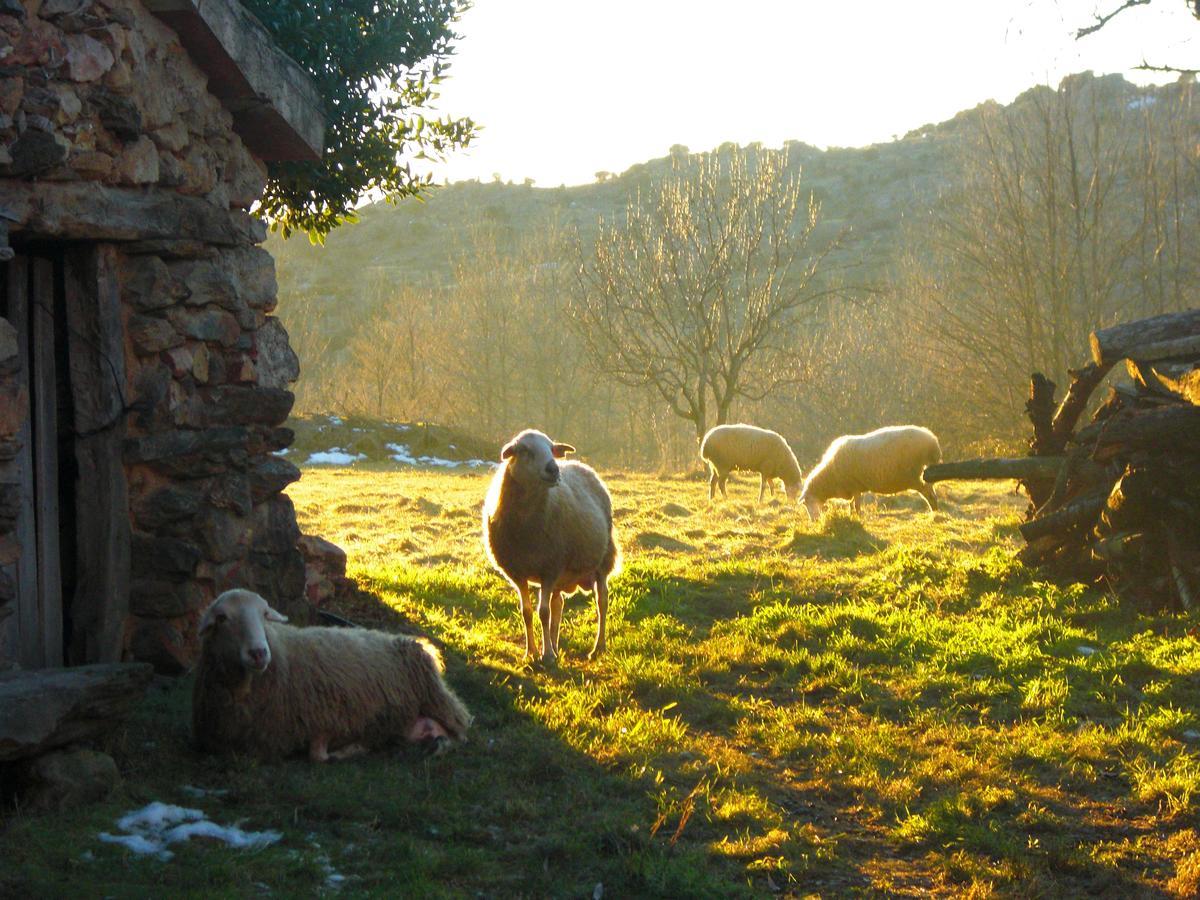 Al Viento, Alojamiento & Turismo Rural Pradena Del Rincon Exteriör bild